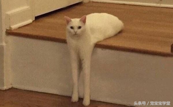 那些柔弱无骨的液体猫,其实猫咪才是水做的吧,最后一个绝了