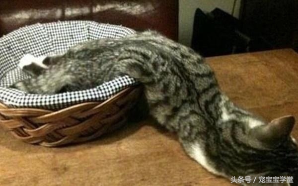 那些柔弱无骨的液体猫,其实猫咪才是水做的吧,最后一个绝了