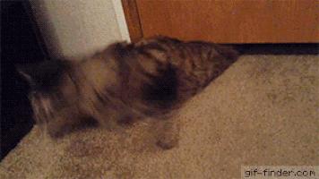 那些柔弱无骨的液体猫,其实猫咪才是水做的吧,最后一个绝了