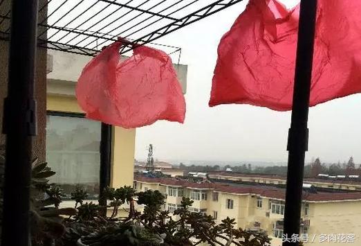 如何防止多肉被鸟咬,养多肉怎么防鸟