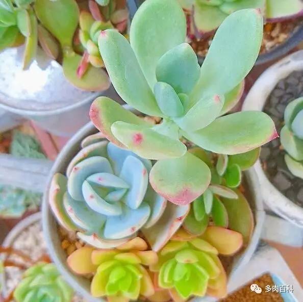 多肉土壤板结了怎么办,多肉土壤板结会怎样