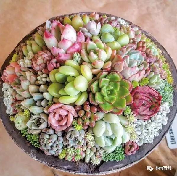 多肉土壤板结了怎么办,多肉土壤板结会怎样
