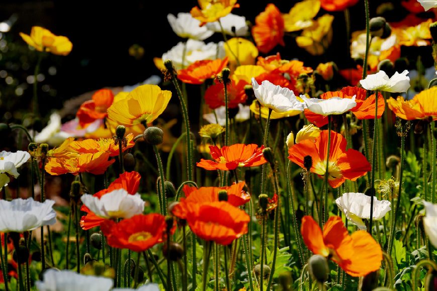 虞美人的花多彩丰富,薄薄的花瓣质薄如绫,光洁似绸,飘然欲飞