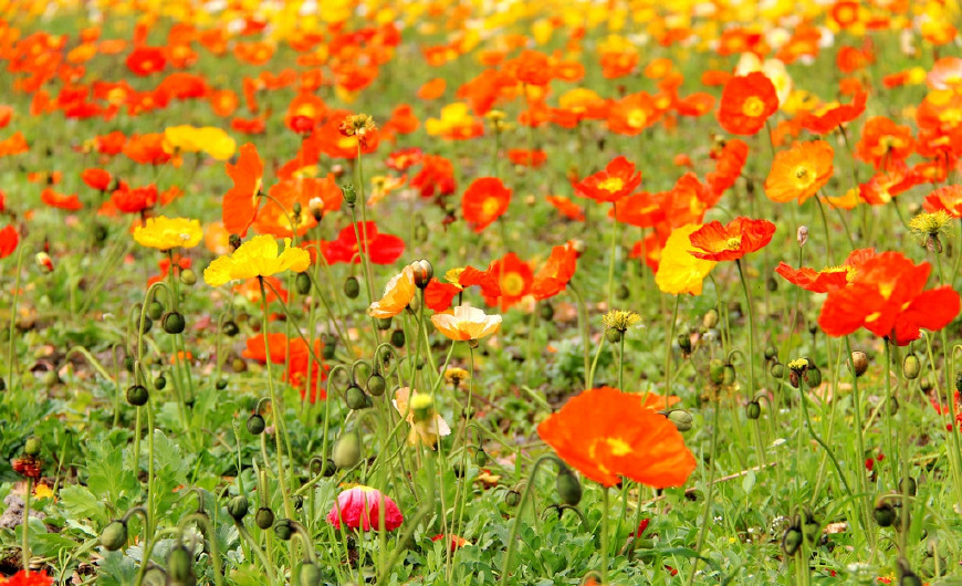 虞美人的花多彩丰富,薄薄的花瓣质薄如绫,光洁似绸,飘然欲飞