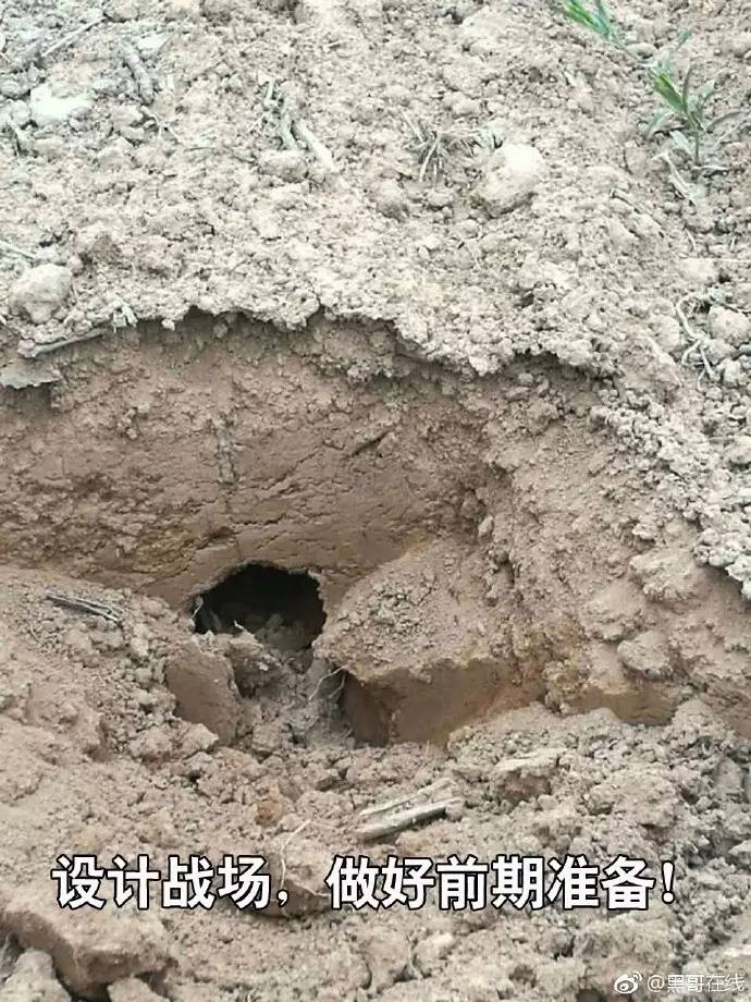 果园灭鼠最佳方法,洛川专业灭鼠