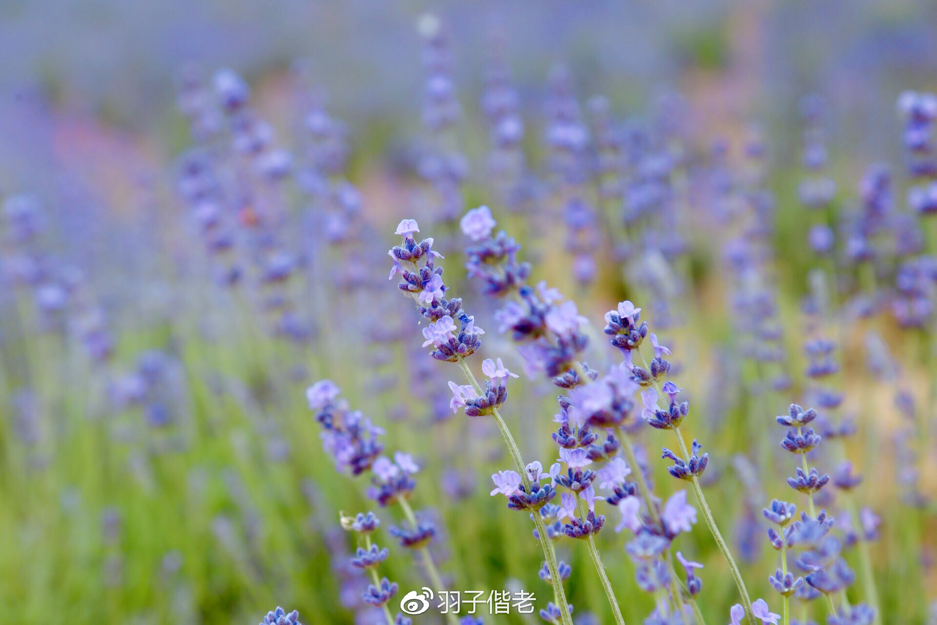 日日春农庄,日日春农业生态园