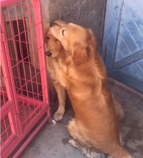 金毛对小孩儿温柔,金毛真是个暖男