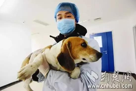 史努比狗是什么狗,史努比是一只什么品种的狗