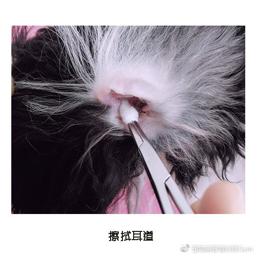 宠物美容小课堂第三堂之清理耳道