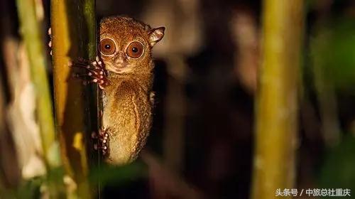宿务旅游跟团七日游,宿务旅行攻略