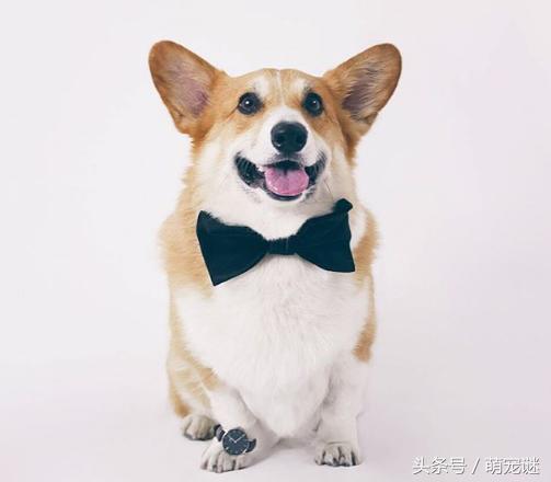 柯基犬体臭怎么处理,柯基犬体臭吗爱叫吗