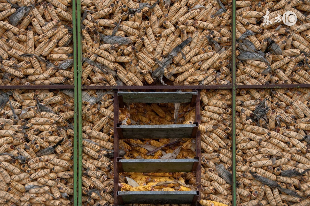 饲料污染的重灾区霉菌毒素危害!