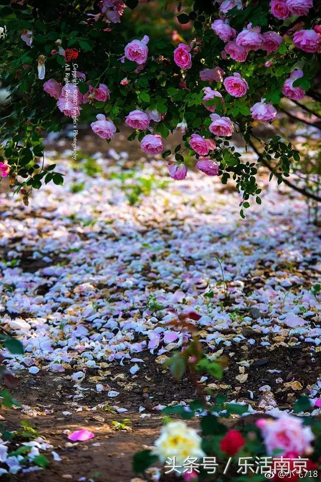 南京是一座很美的城市,南京最让人震撼的城市