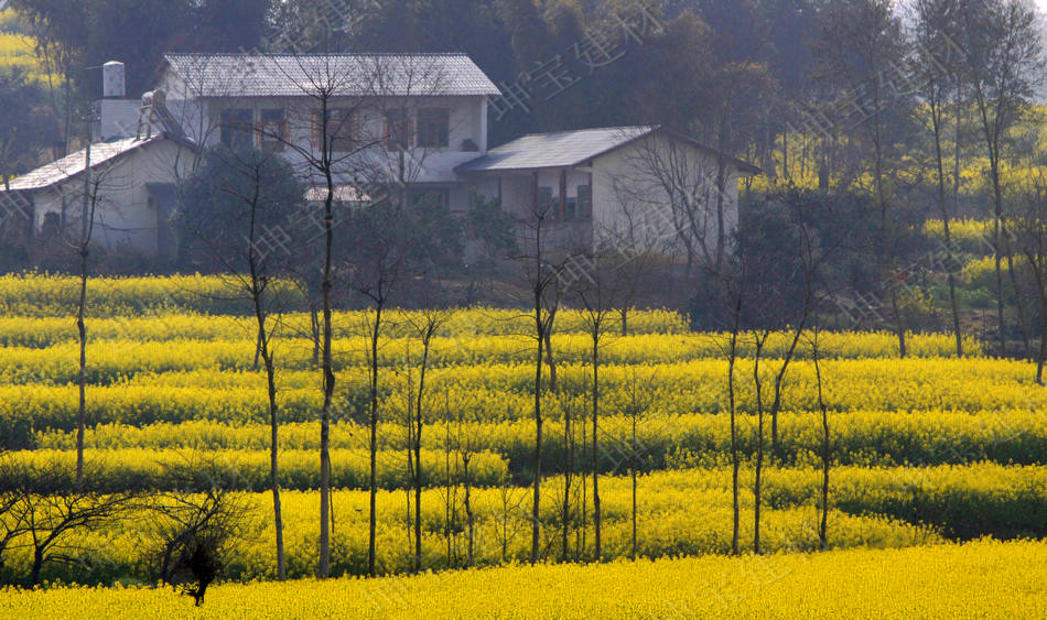 树脂瓦新农村改造项目,树脂瓦的市场前景