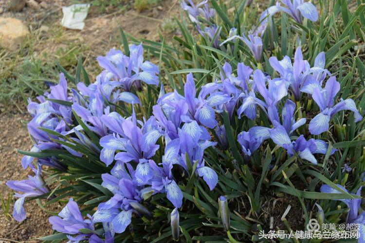 乌兰察布阿贵庙简介,乌兰察布阿贵庙好玩吗