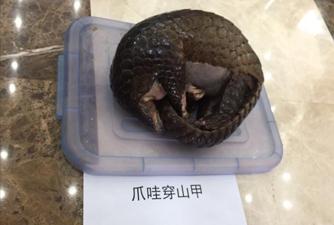 男士国外代购,跨国代购野生动物