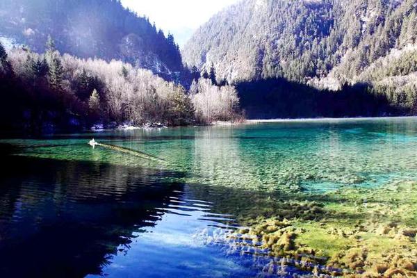 九寨沟的冬天是一幅精美的水墨画,冬天五彩池九寨沟