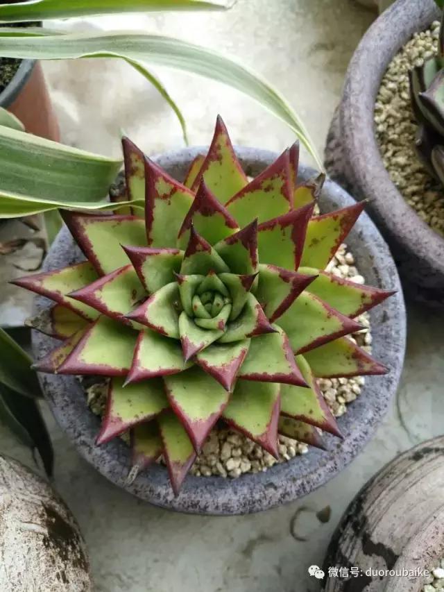 老桩多肉爱生根吗,多肉老法师老桩名品