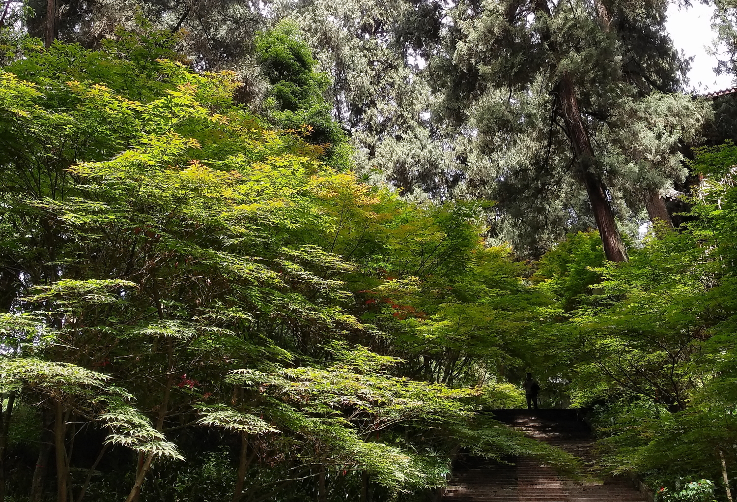 锤子坚果pro2s测评照片,锤子坚果pro2拍照效果