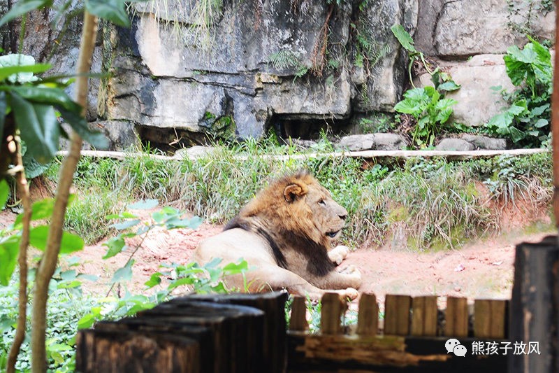 广州长隆野生动物园游玩攻略,广州长隆野生动物园攻略自由行