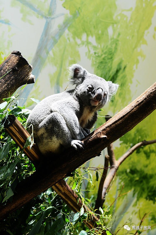 广州长隆野生动物园游玩攻略,广州长隆野生动物园攻略自由行