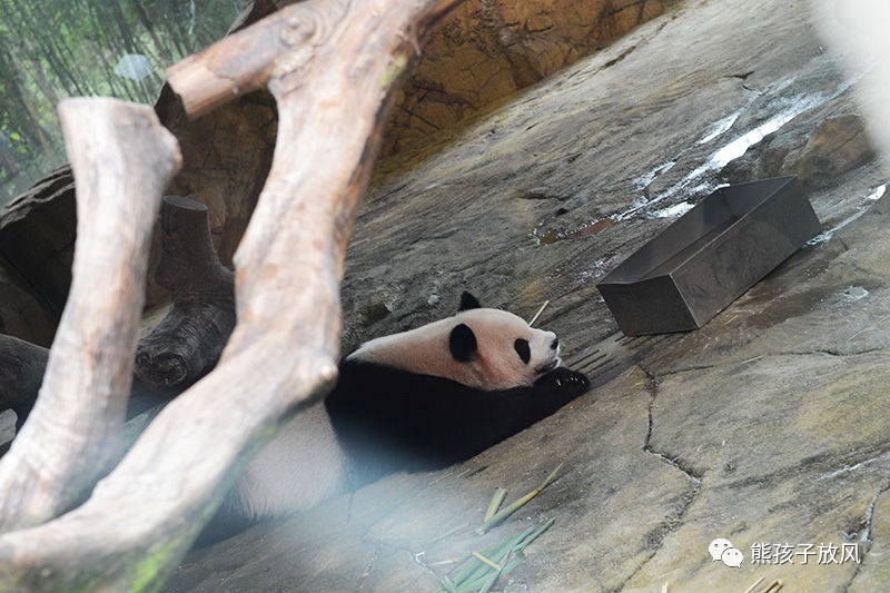 广州长隆野生动物园游玩攻略,广州长隆野生动物园攻略自由行