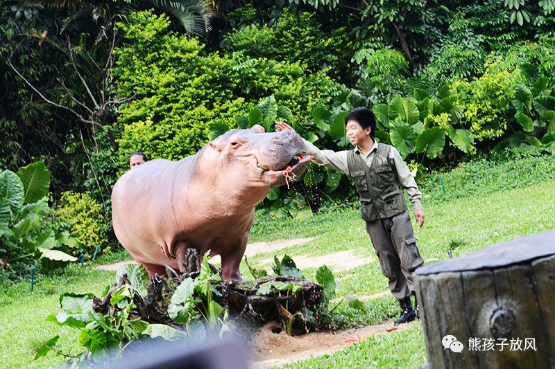 广州长隆野生动物园游玩攻略,广州长隆野生动物园攻略自由行
