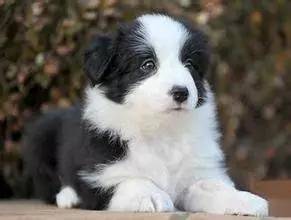 5000多买的狗发现是假的,在网上买的狗到底是什么狗