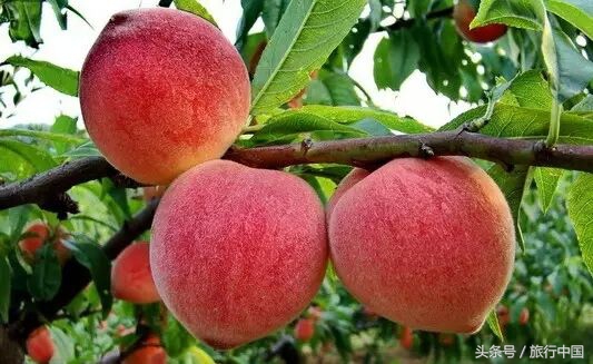 一年一度的蟠桃大会哪里有,王屋山蟠桃盛会