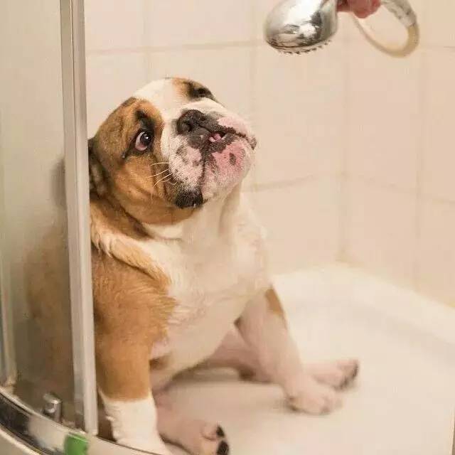 英国斗牛犬的饲养方法,英国斗牛犬的特点和性格特征