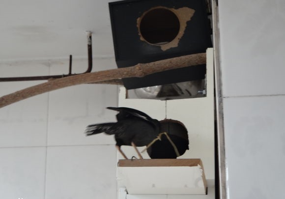 宠物八哥鸟视频,宠物八哥知识大全