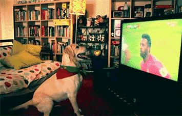 从小养一只狗狗是什么体验,养一只狗狗狗会觉得孤单吗