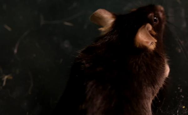 吸入笑气气体有什么危害,笑气的化学成分及其危害