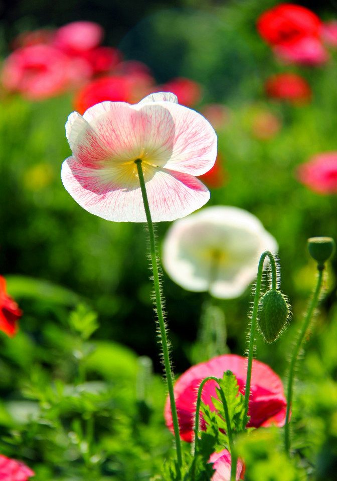 虞美人的花多彩丰富,薄薄的花瓣质薄如绫,光洁似绸,飘然欲飞