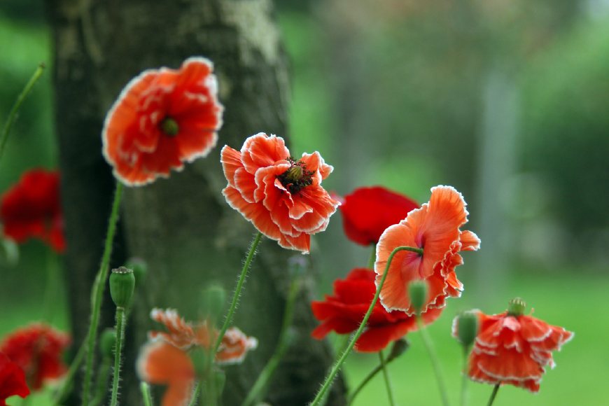虞美人的花多彩丰富,薄薄的花瓣质薄如绫,光洁似绸,飘然欲飞