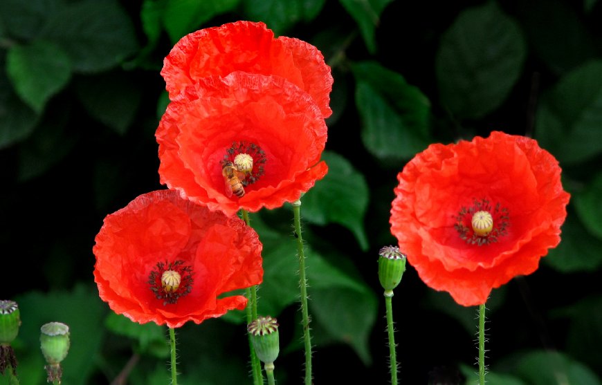 虞美人的花多彩丰富,薄薄的花瓣质薄如绫,光洁似绸,飘然欲飞
