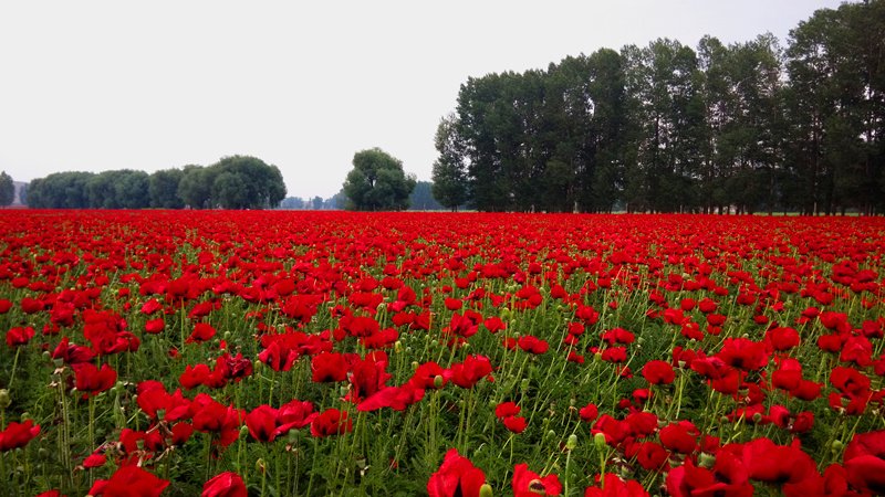 虞美人的花多彩丰富,薄薄的花瓣质薄如绫,光洁似绸,飘然欲飞