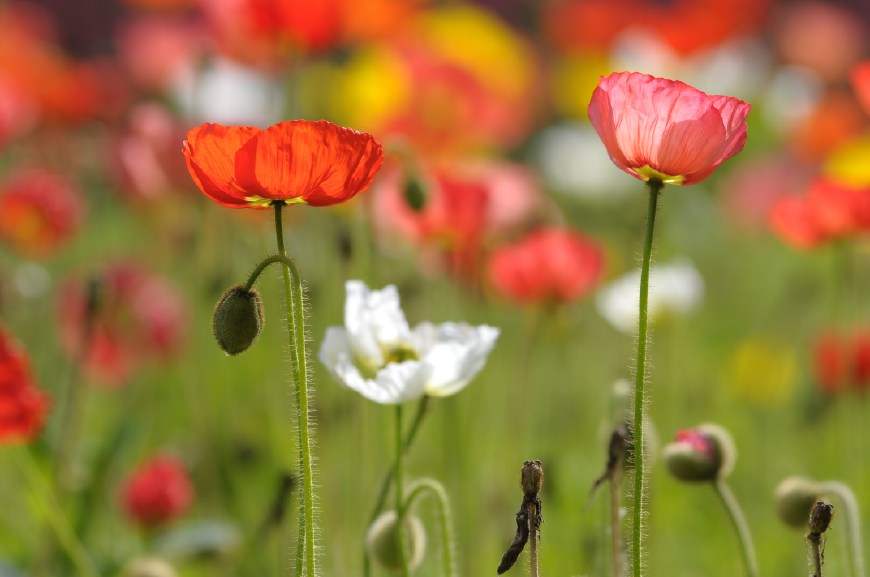虞美人的花多彩丰富,薄薄的花瓣质薄如绫,光洁似绸,飘然欲飞