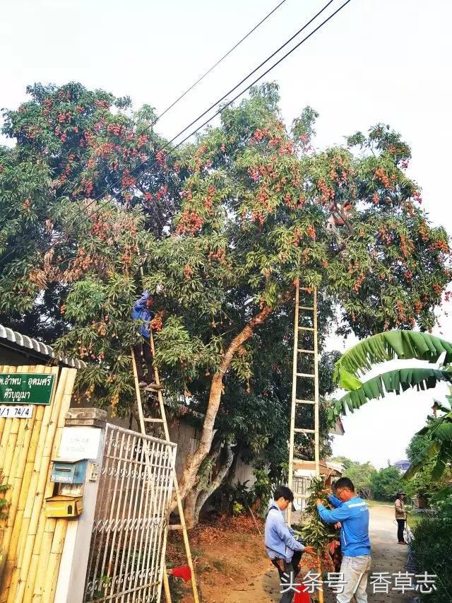 泰国菜市场有什么香料 (泰国菜市场买什么香料)
