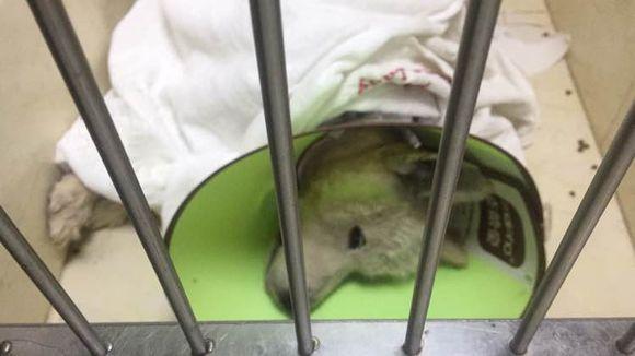 萨摩耶发出臭味,好心人二话不说直接给抱去了医院