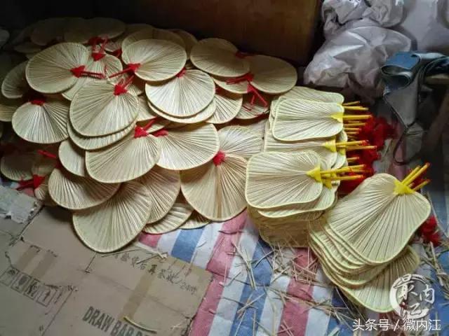 四川内江蒲葵苗,四川蒲葵种植基地