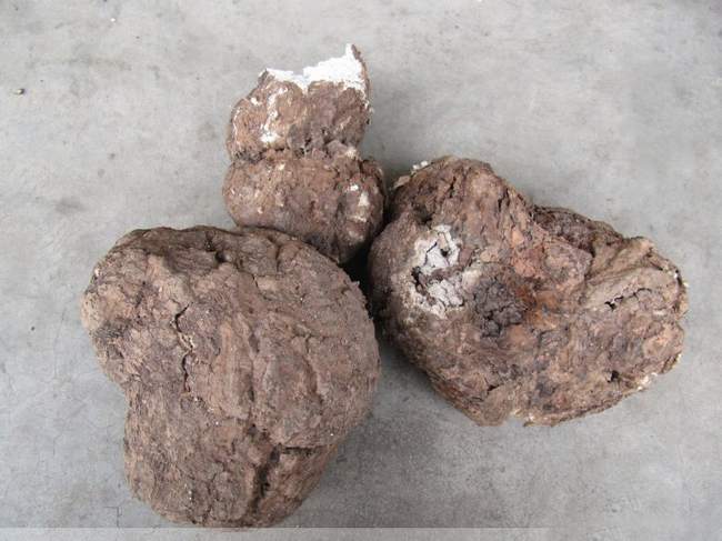 既能祛风湿又能强筋骨的药,五加皮治疗风湿关节的正确用法