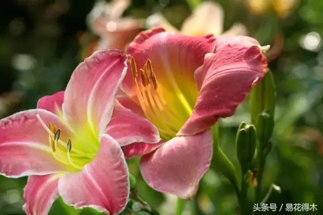 地栽百合花种球会自己繁殖吗,百合花的栽培视频