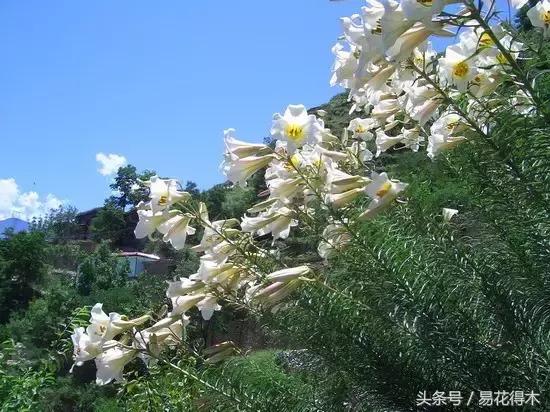 地栽百合花种球会自己繁殖吗,百合花的栽培视频