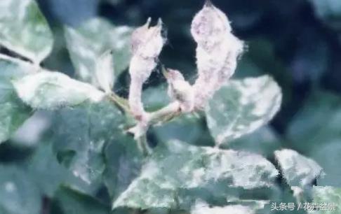 蚧壳虫蚜虫红蜘蛛给什么药,蚜虫红蜘蛛白粉虱用什么药