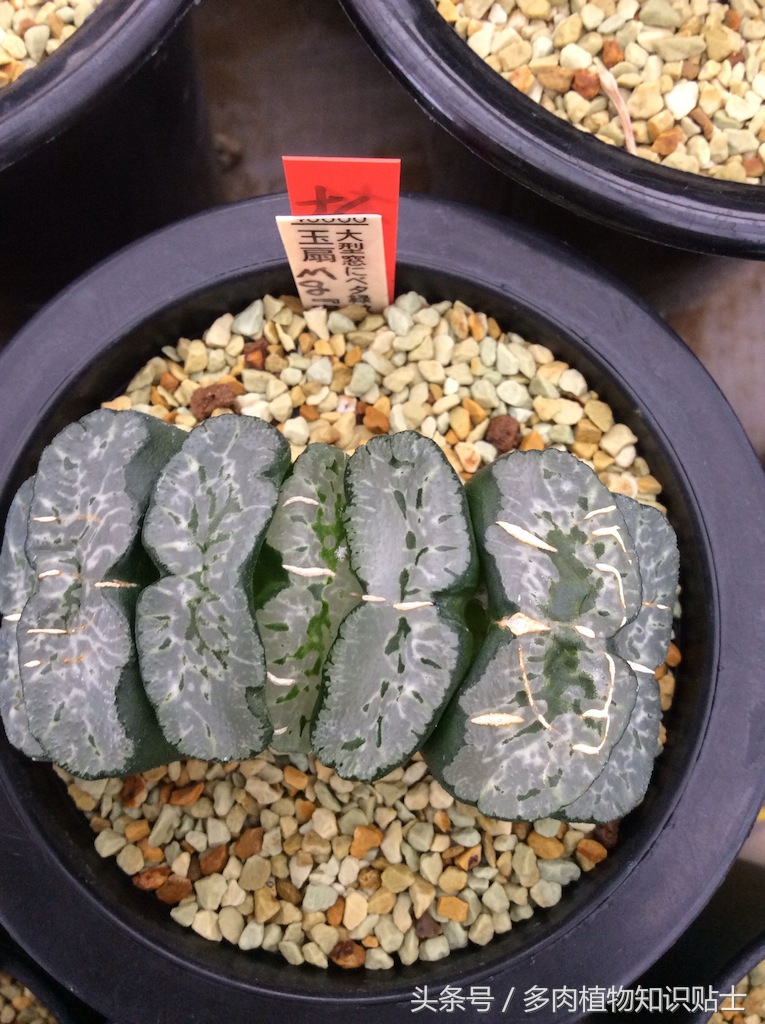 日本十二卷属购买指南，一起去见识下岛国的多肉植物
