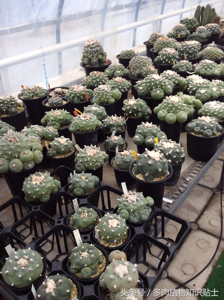 日本十二卷属购买指南，一起去见识下岛国的多肉植物