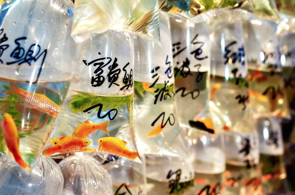 去香港旅游拍照攻略大全,去香港的景色视频