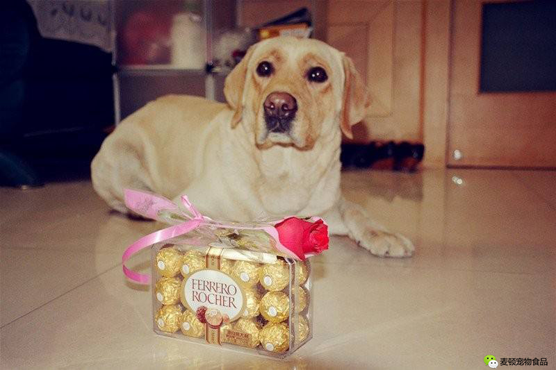 请注意狗狗绝对不能吃的10种食物,切记狗狗不能吃的六种食物