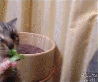 极度厌食,极度挑食的人是什么性格